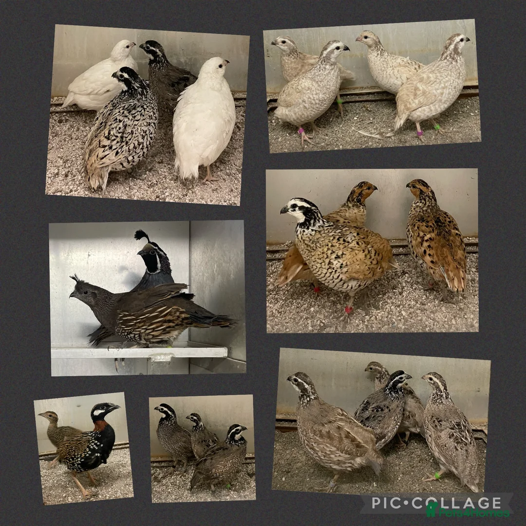 Chickens poultry for sale: Chickens Point of lay hens - Advert 19