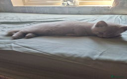 British Shorthair cats for sale: Lilac British short hair kittens for sale - Image 2