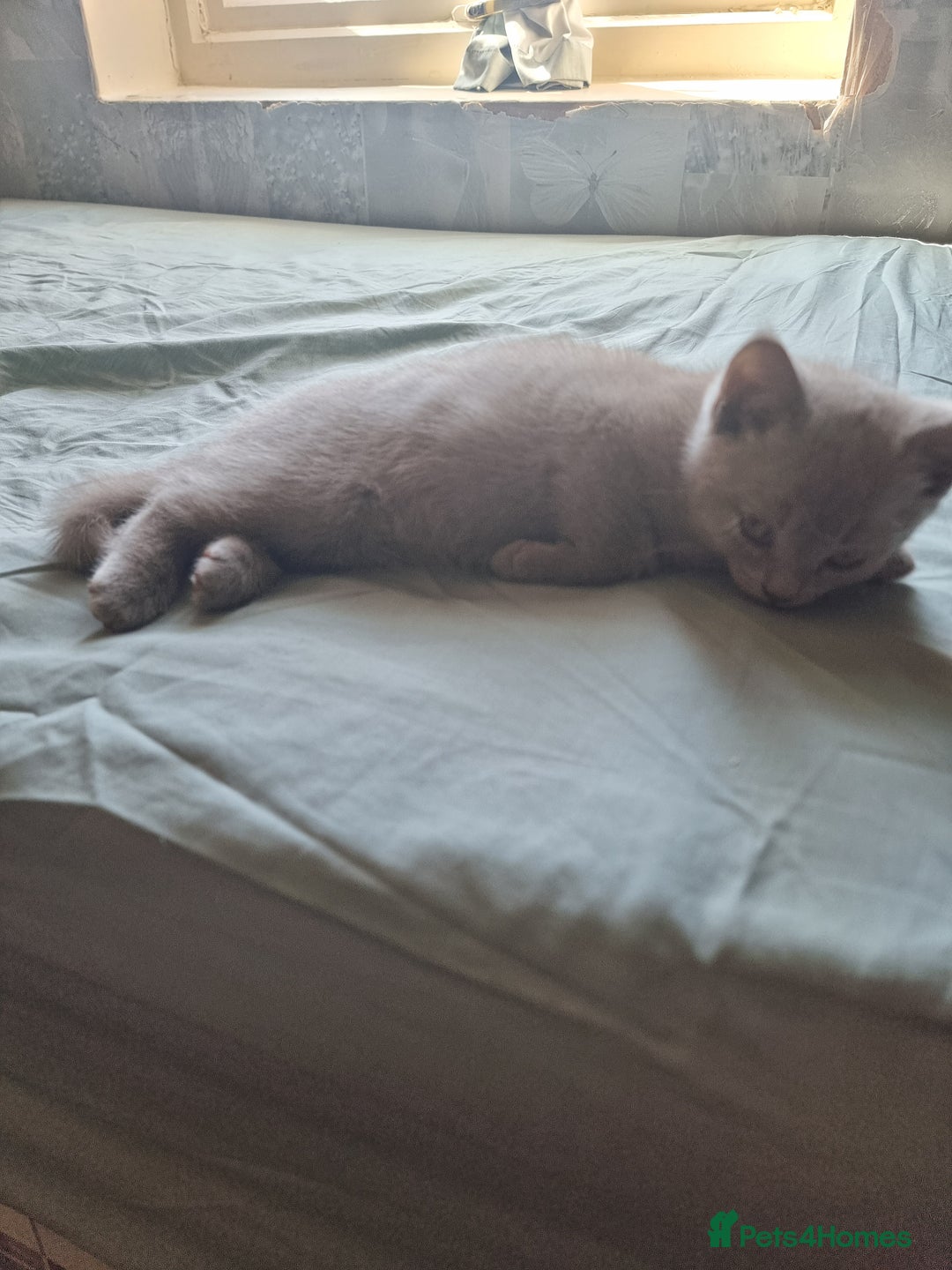 British Shorthair cats for sale: Lilac British short hair kittens for sale - Image 2