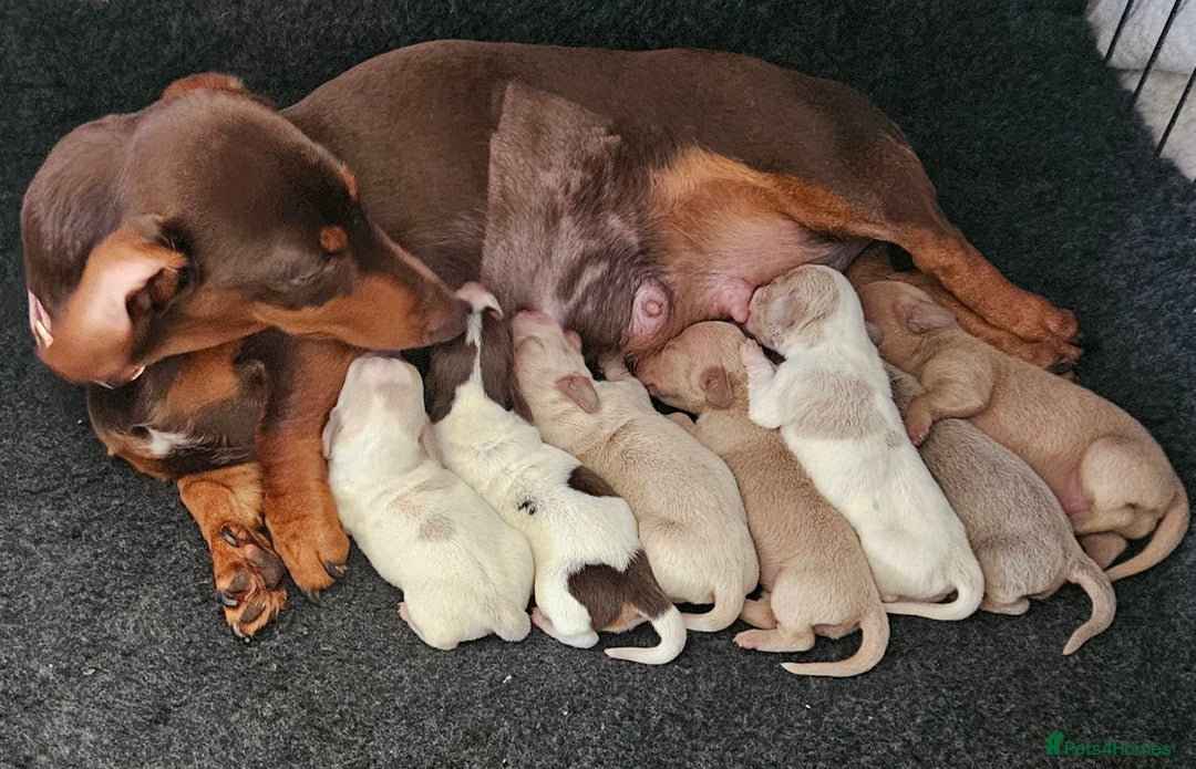 Miniature Dachshund dogs for sale: Ready to leave now kc miniature Dachshund puppies  - Advert 6