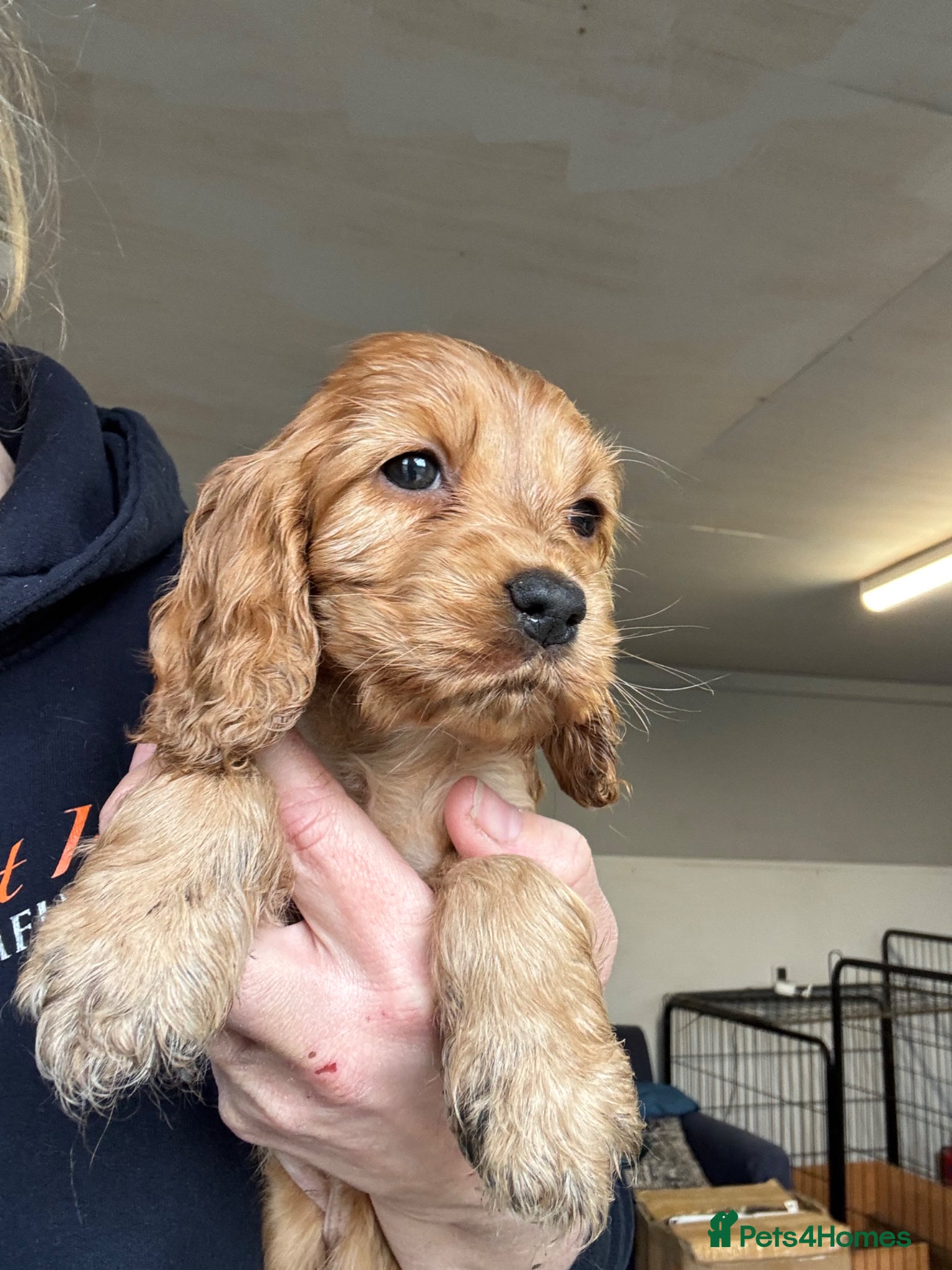 Cocker Spaniel dogs Outstanding Show Quality Show Type Cocker Spaniels - Advert 5