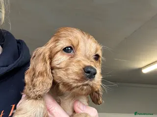 Cocker Spaniel dogs Outstanding Show Quality Show Type Cocker Spaniels - Advert 5