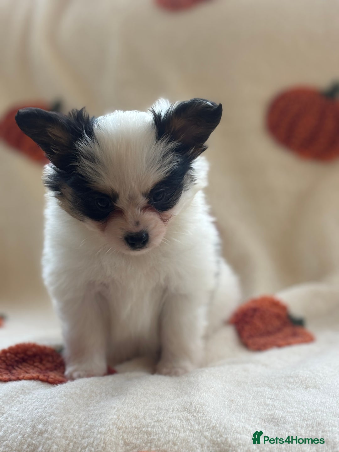 Papillon dogs for sale: 2 Beautiful Pedigree Female Papillons  - Image 12