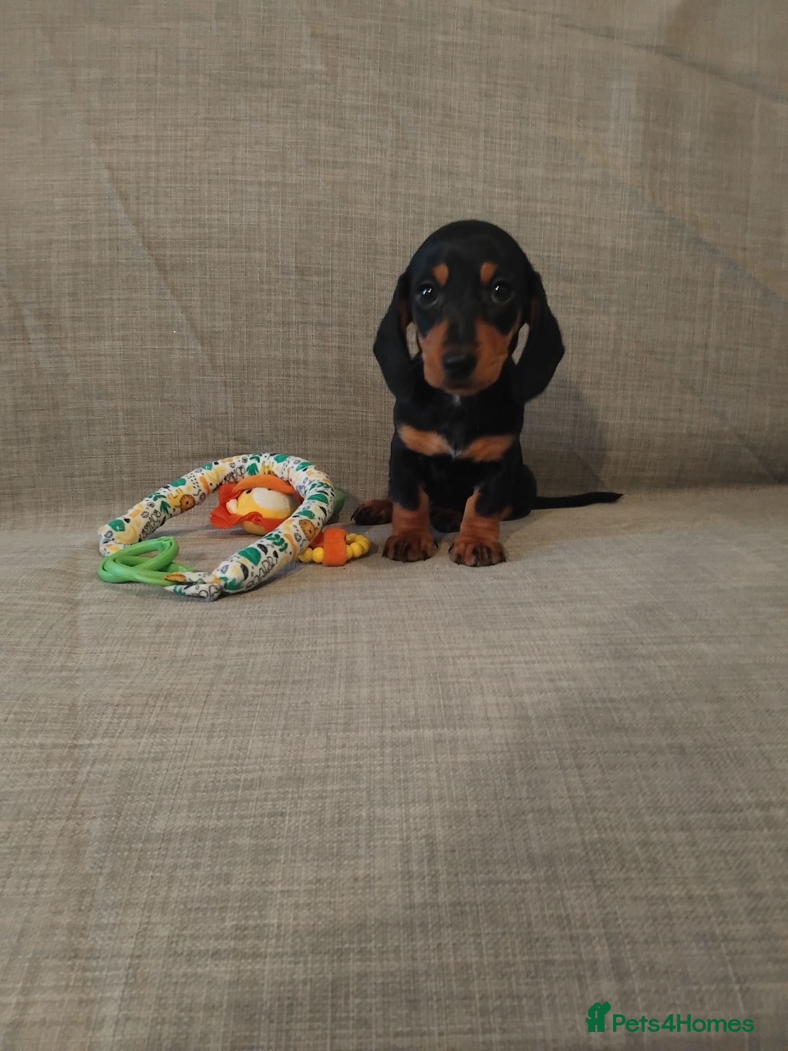 Miniature Dachshund dogs READY ,Miniature Dauchund puppy - Advert 10