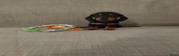 Miniature Dachshund dogs for sale: READY ,Miniature Dauchund puppy - Advert 1