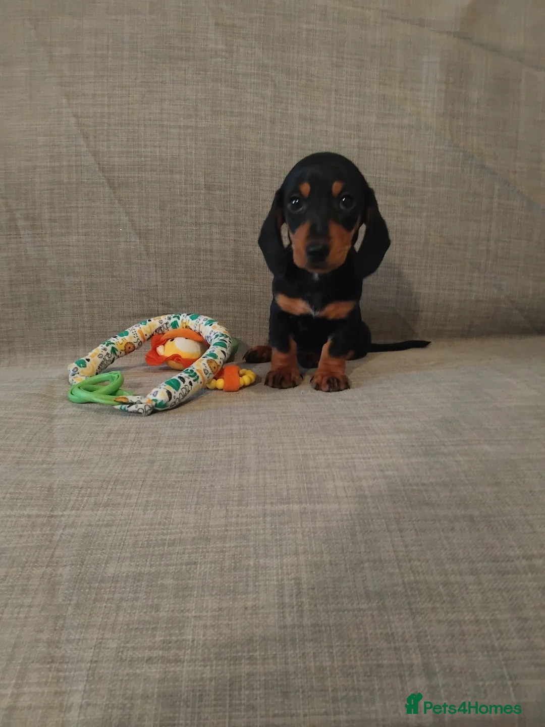 Miniature Dachshund dogs for sale: READY ,Miniature Dauchund puppy - Advert 1
