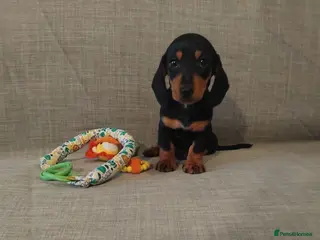 Miniature Dachshund dogs READY ,Miniature Dauchund puppy - Advert 10