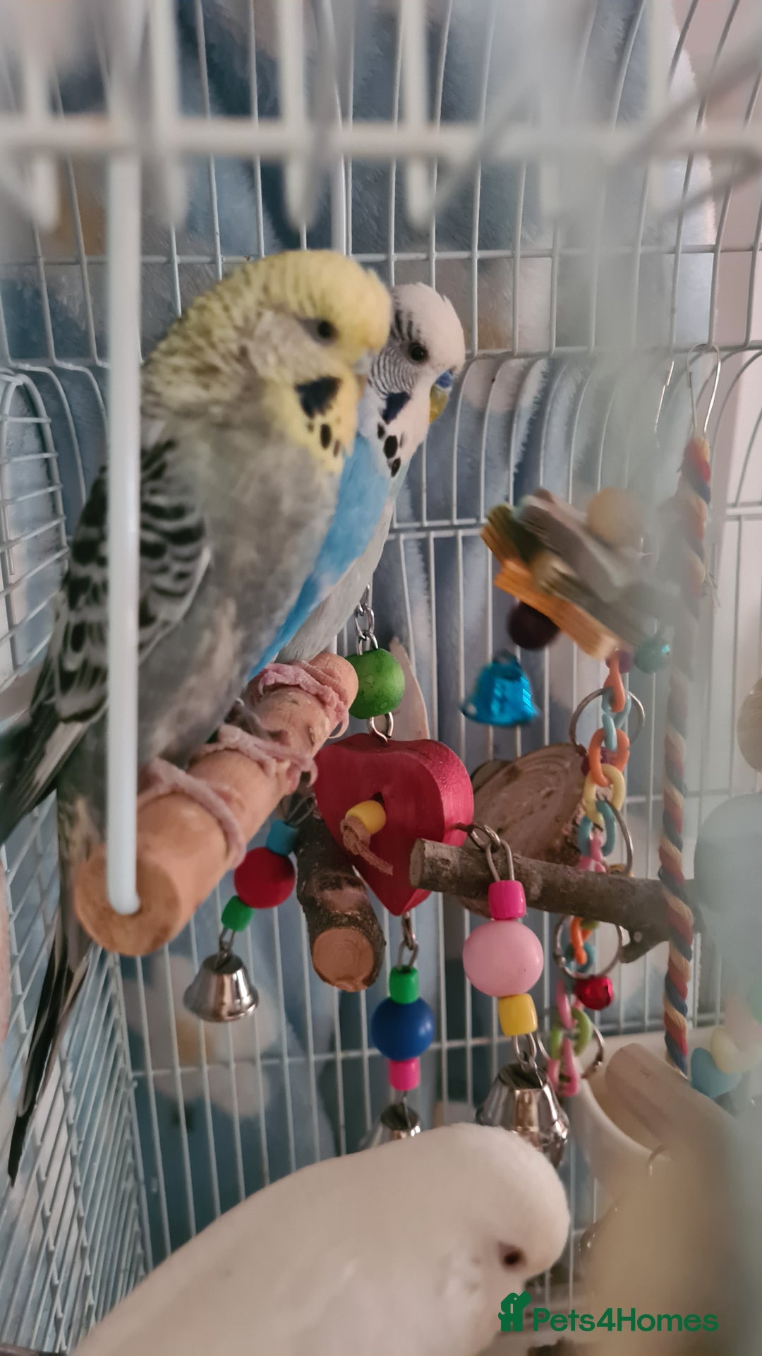 Budgerigars birds for sale: 3 budgies and 1 paralette  - Advert 2