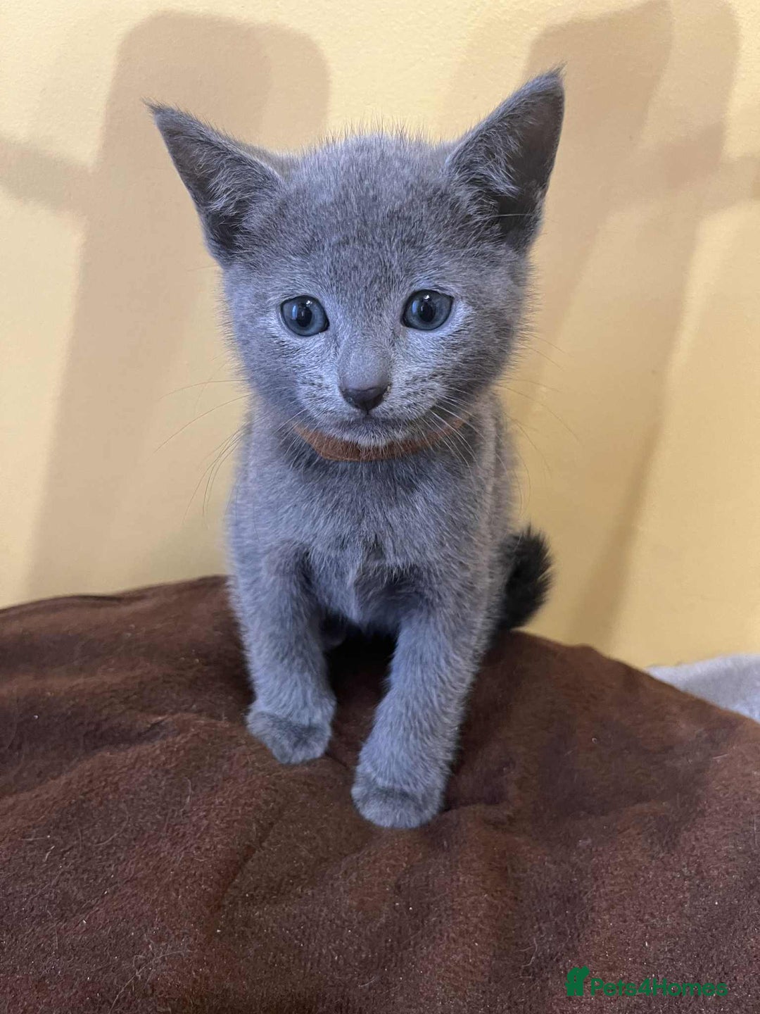 Russian Blue cats for sale: TICA REGISTERED Pure Breed Russian Blue Kittens - Advert 6