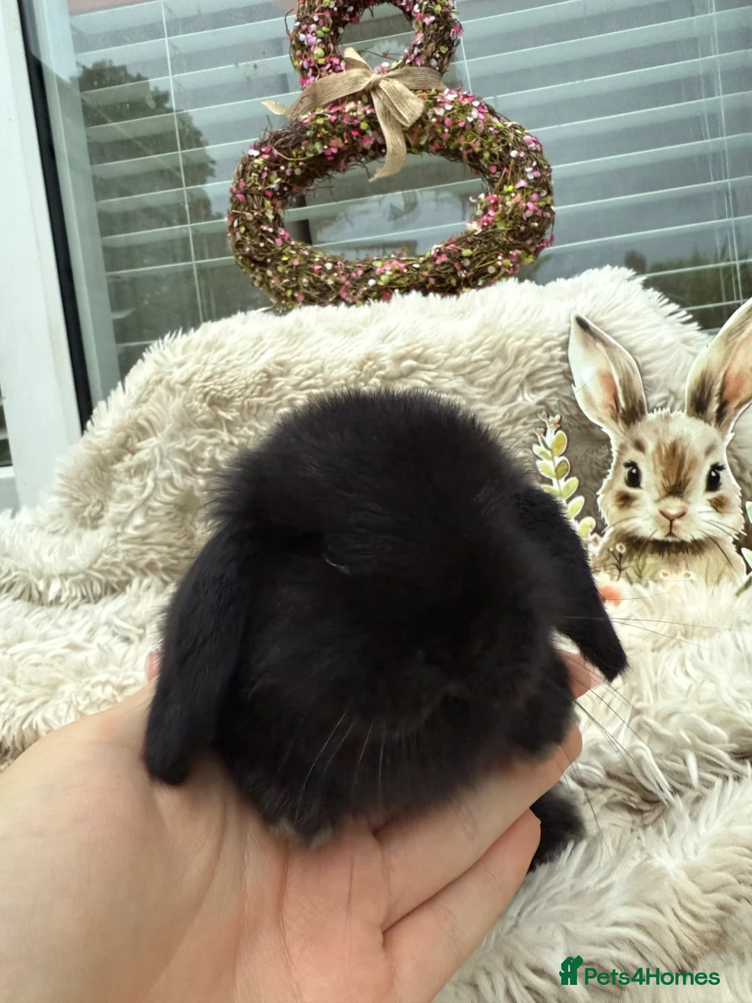 Mini Lop rabbits for sale: Mini lop bunnies for sale  in Wooler - Advert 6