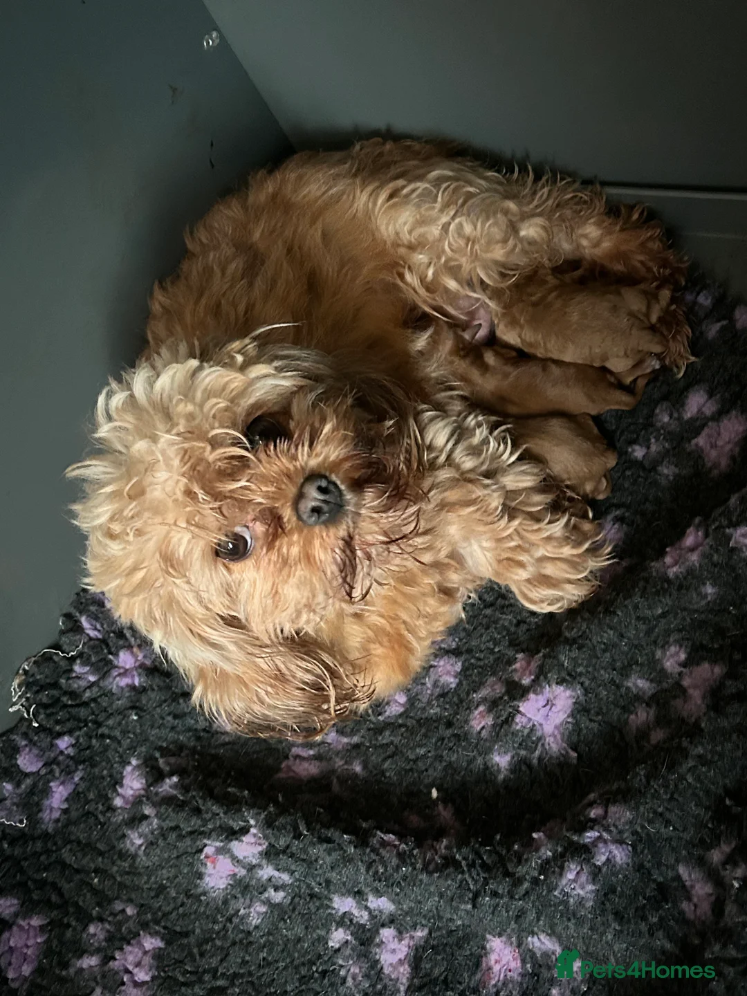 Cavapoo dogs for sale: Beautiful red F1b Cavapoo puppies 🐶  - Advert 2
