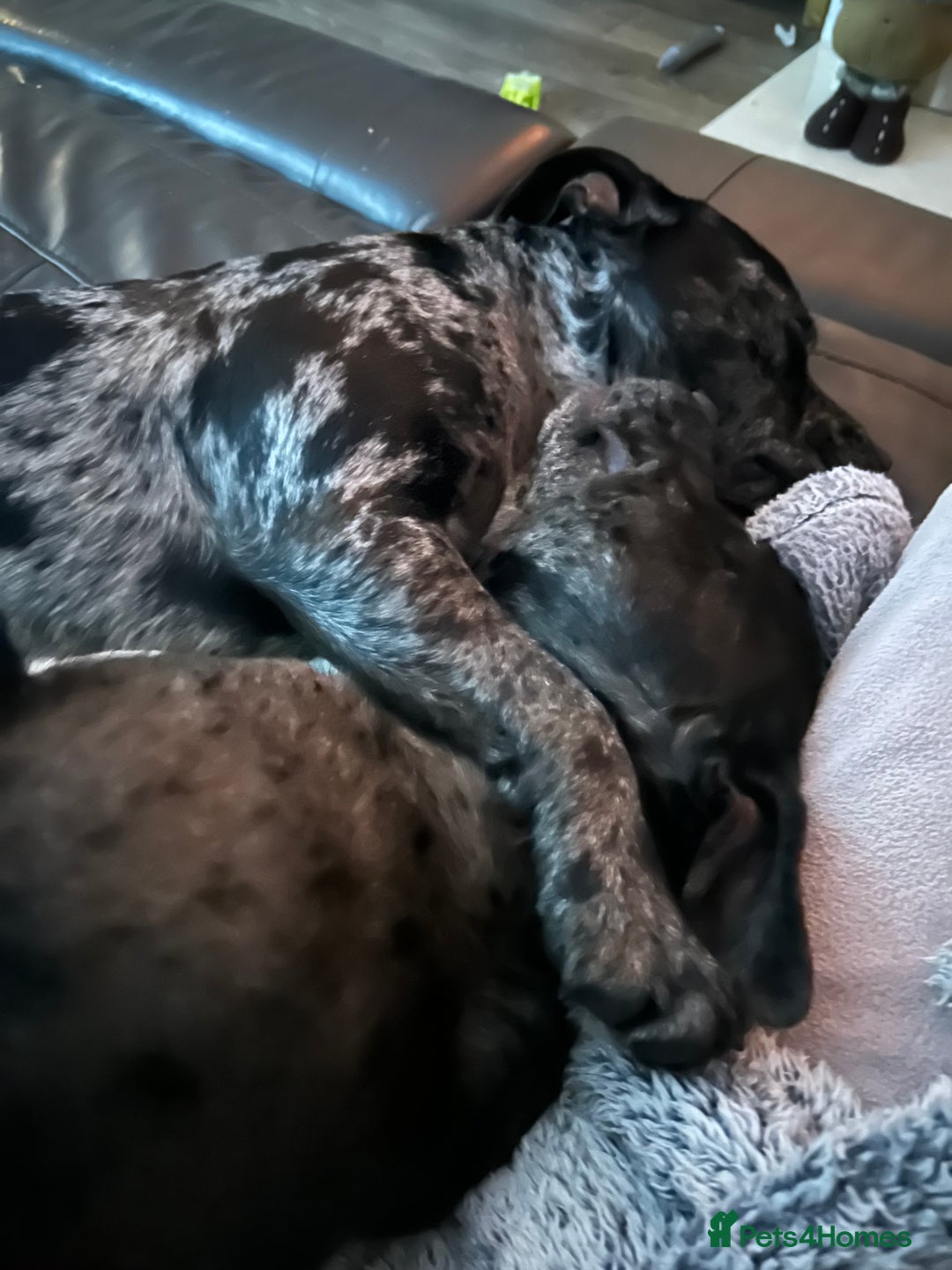 Staffordshire Bull Terrier dogs for stud: Merl Staffies  - Advert 9