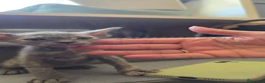 Sphynx 2
