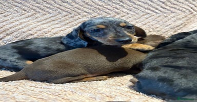 Dachshund dogs - Advert 7