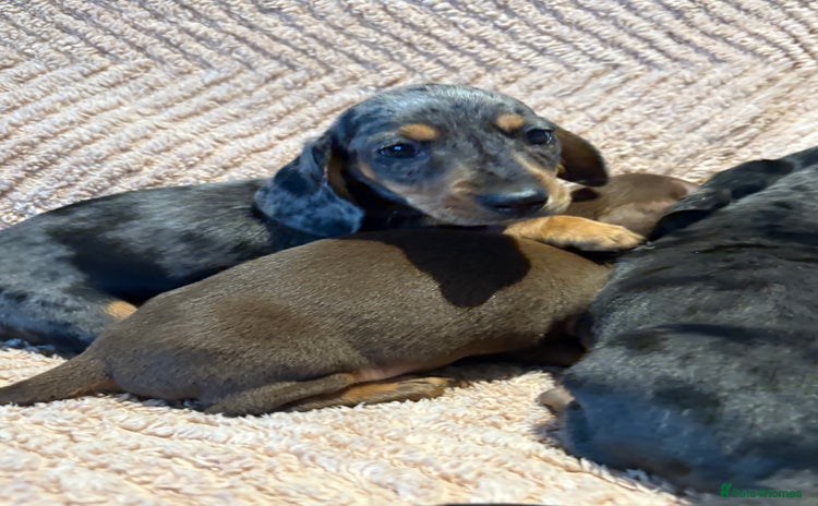 Dachshund dogs - Advert 10