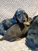 Dachshund dogs - Advert 7