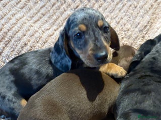 Dachshund dogs ⭐️KC reg miniature ⭐️stunning litter Dachshunds - Advert 17