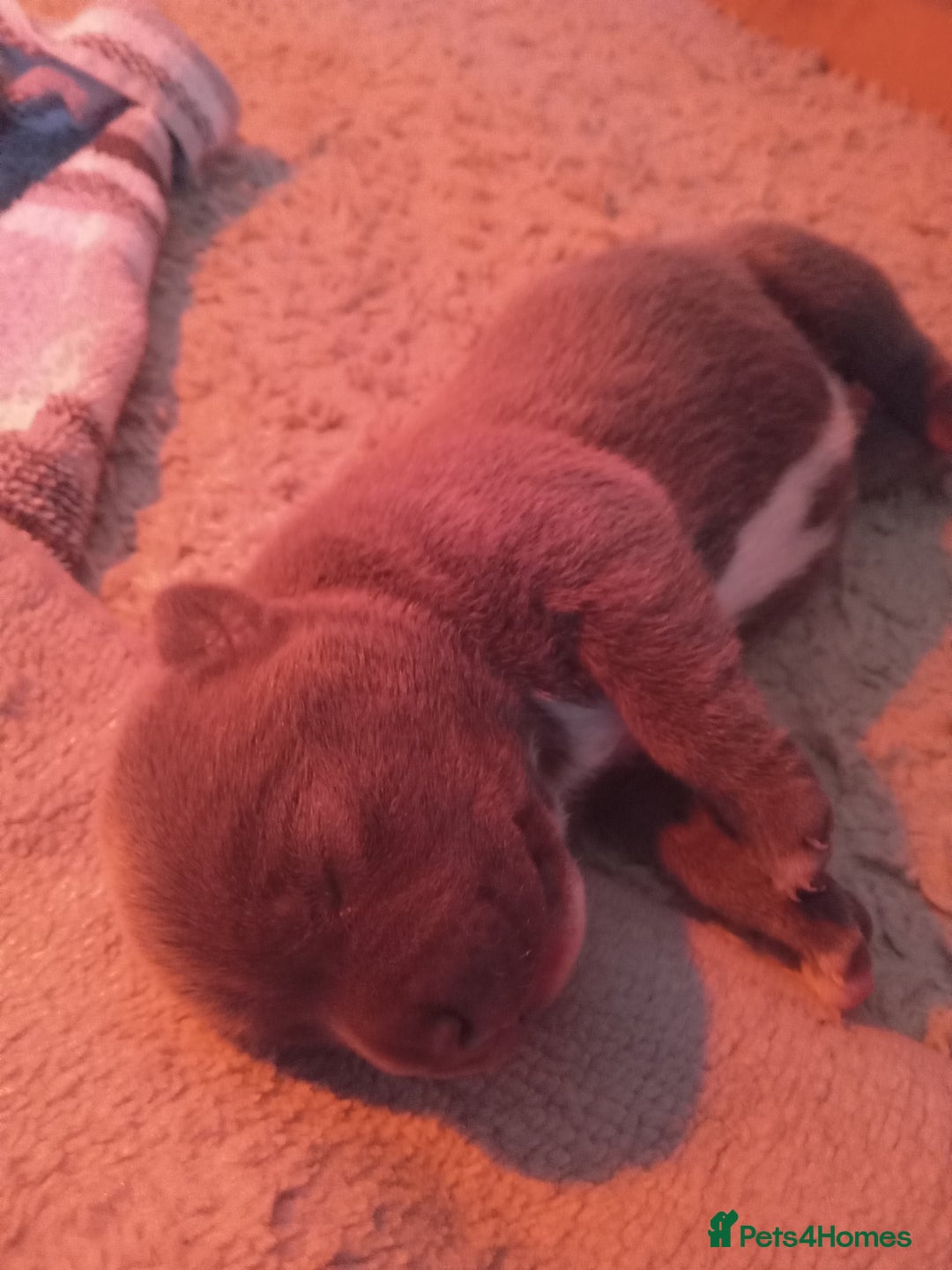 Staffordshire Bull Terrier dogs for sale: Blue staffordshire bull terrier pup - Advert 5