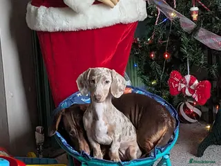 Dachshund dogs 2 dachshunds - Advert 1