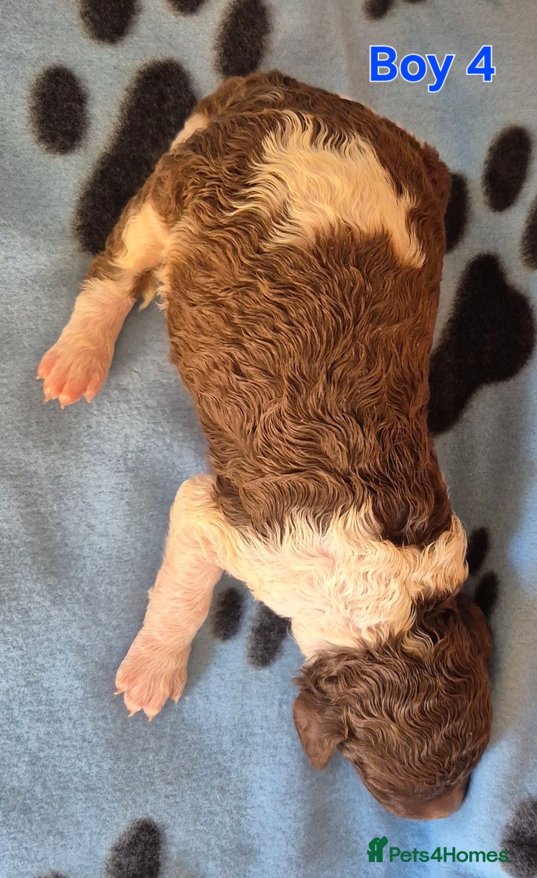 Standard Poodle dogs for sale: KC Reg Chocolate parti Standard Poodle puppies - Image 9