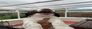Sprocker 1