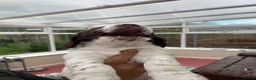 Sprocker dogs for sale: Sprocker spaniel puppies for sale - Advert 3