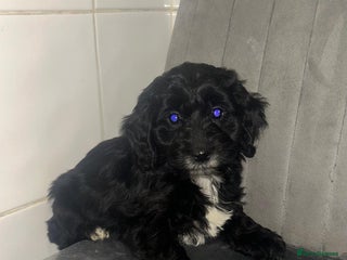 Cockapoo dogs Boy cockapoo puppies - Advert 1