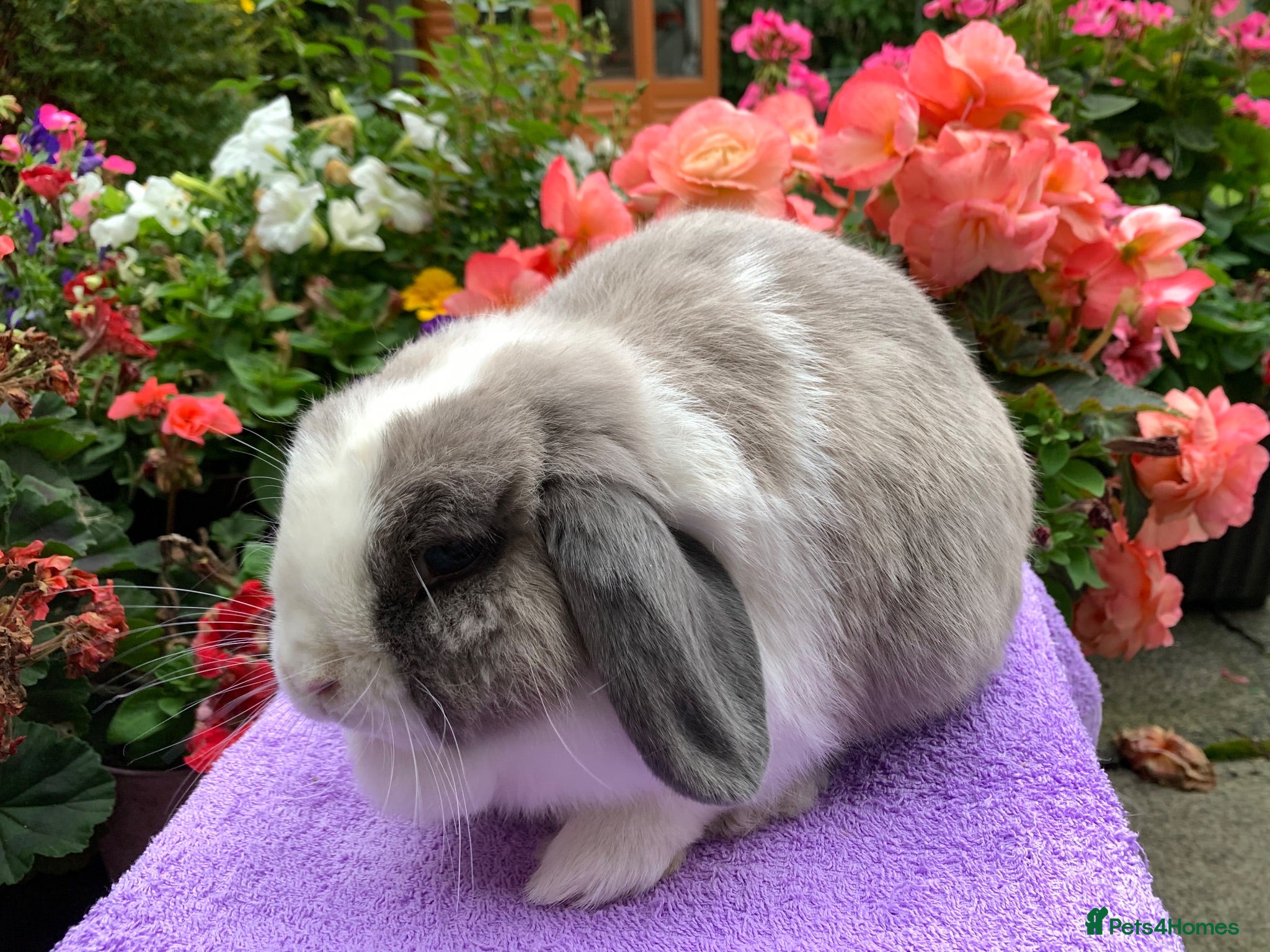 Mini Lop rabbits Beautiful Mini lop girl ready now - Advert 13