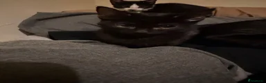 Adult black cat 