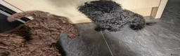 Labradoodle dogs for sale: 🐾Quality F1BB Mini Labradoodle Pups🐾  - Advert 11