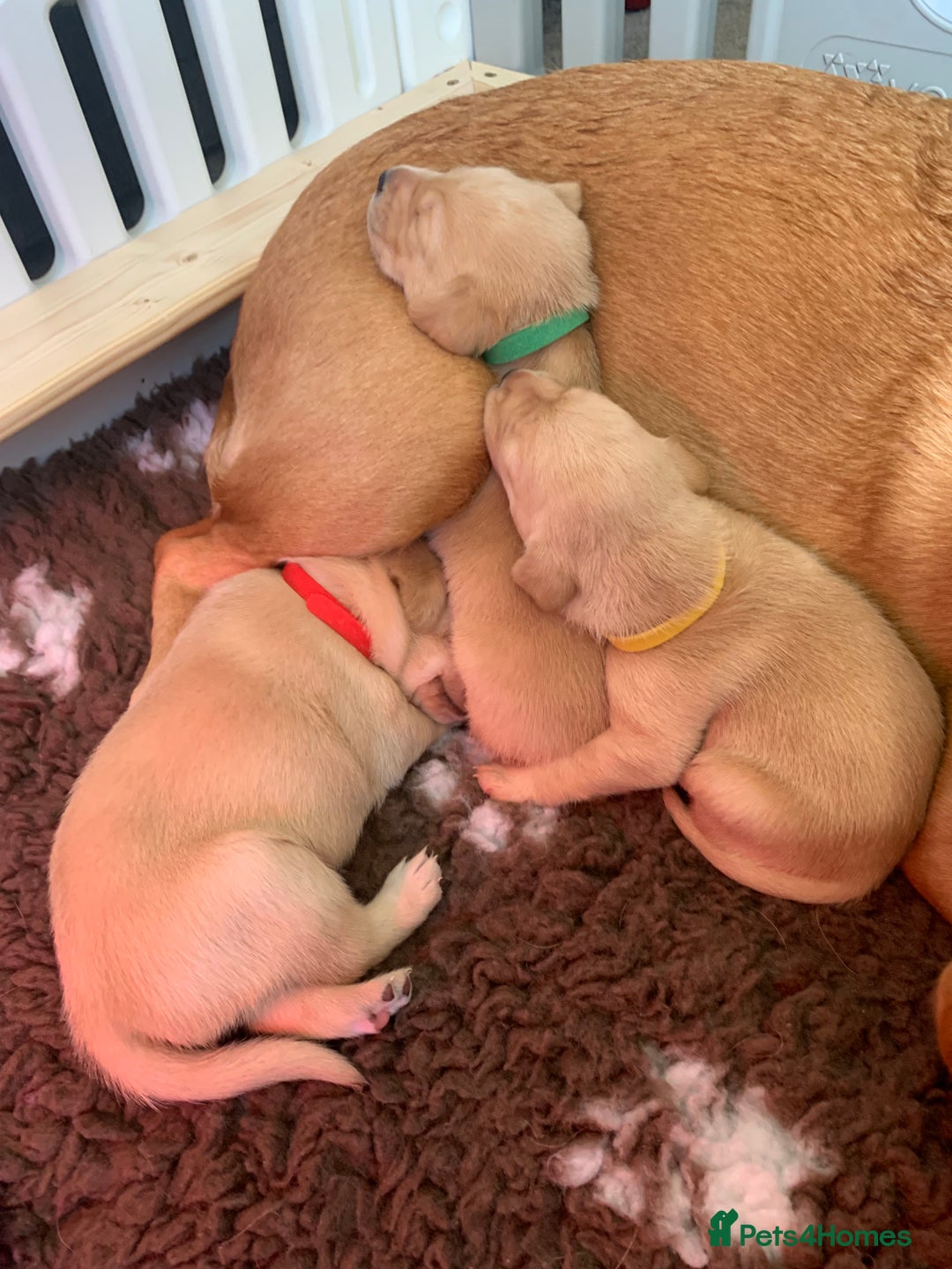 Labrador Retriever dogs for sale: Labrador Retriever Puppies for sale  - Advert 15