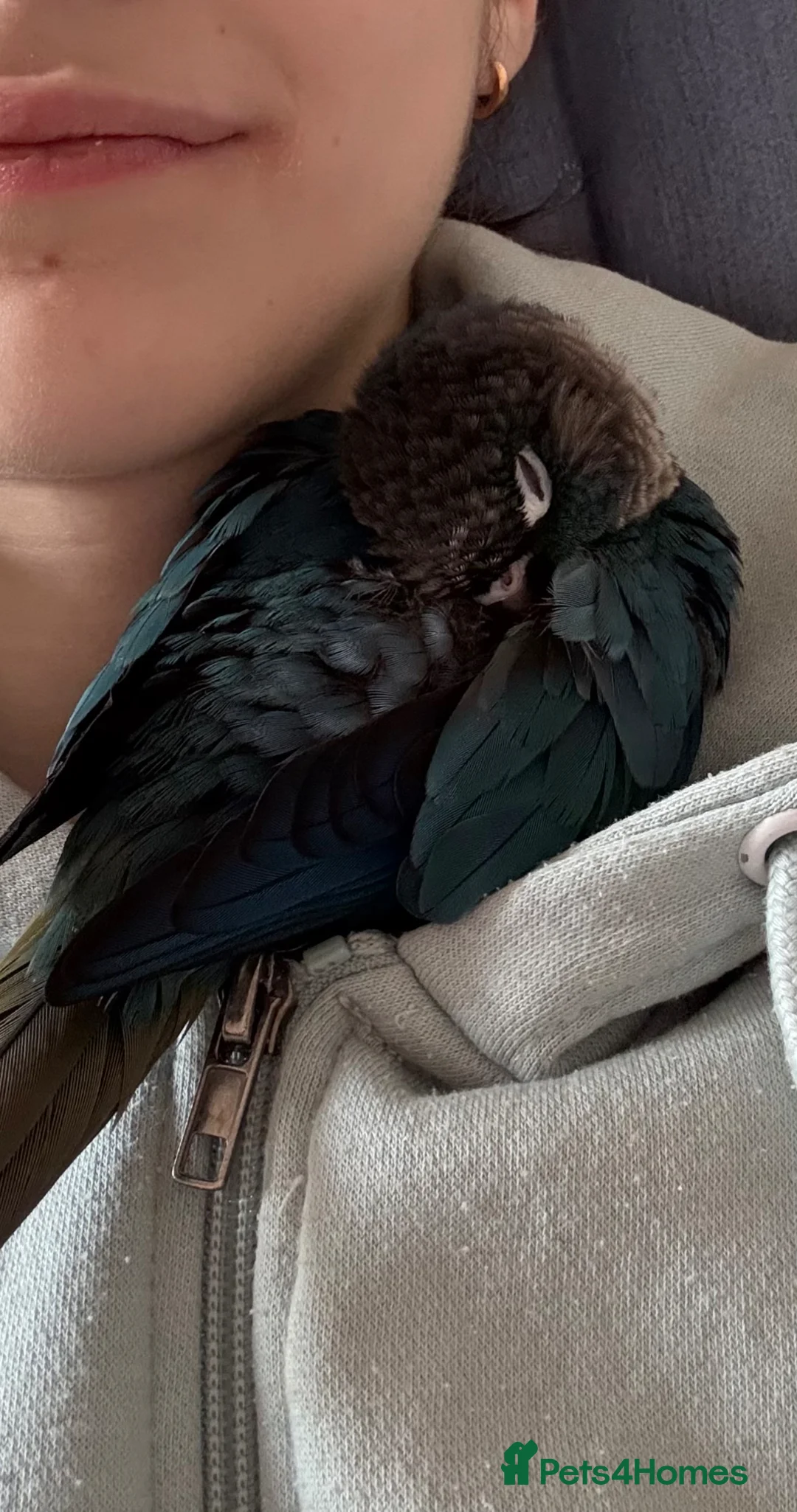 Conures birds for sale: Sweetest handtame baby male conure  - Advert 1