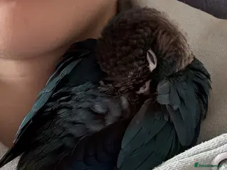 Conures birds Sweetest handtame baby male conure - Advert 8