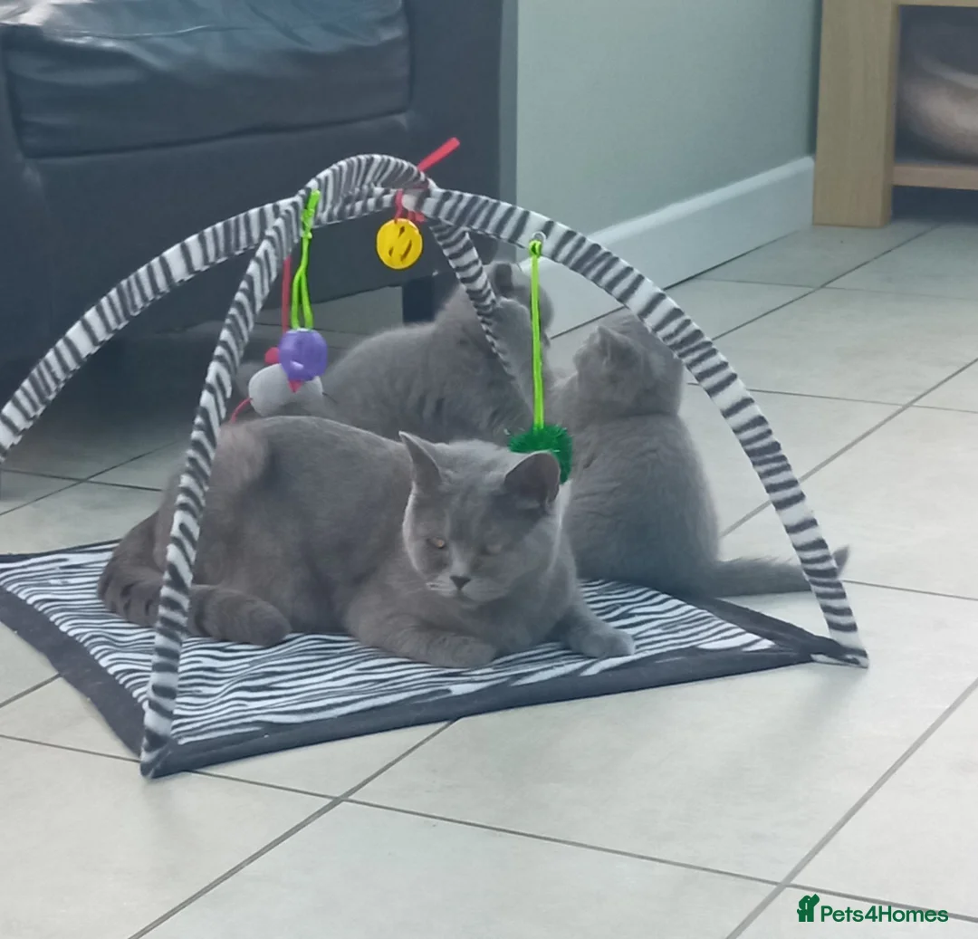 British Shorthair cats for sale: Gorgeous British short-hair kittens  - Advert 2
