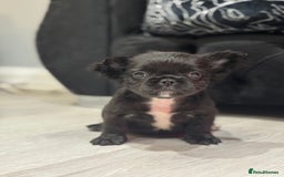French Bulldog dogs for sale: Beautiful French Bulldogs Males  - Advert 8