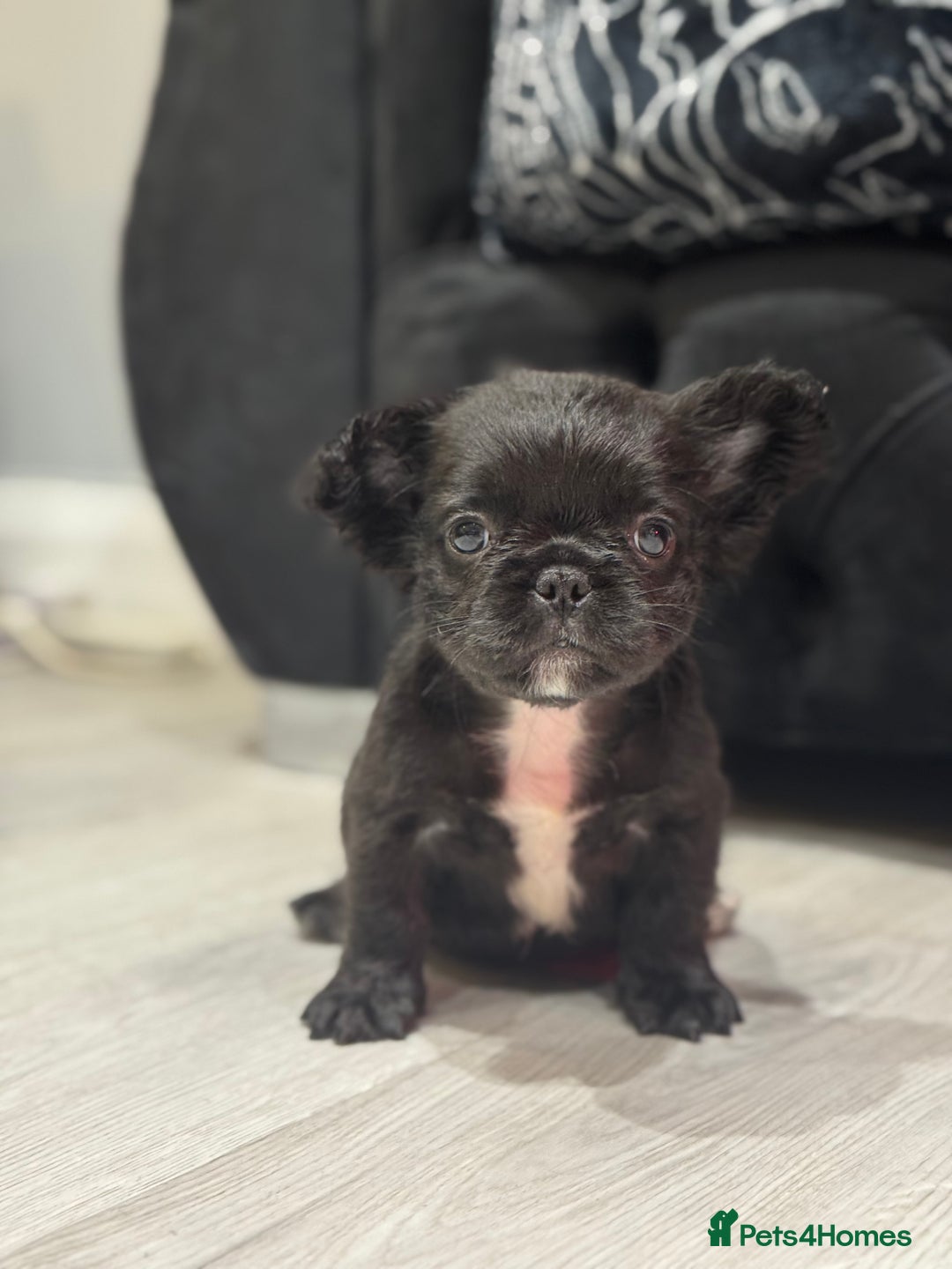 French Bulldog dogs for sale: Beautiful French Bulldogs Males  - Advert 8