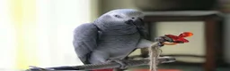 Parrots birds for sale: Congo African Grey Parrot in Leeds - Advert 3