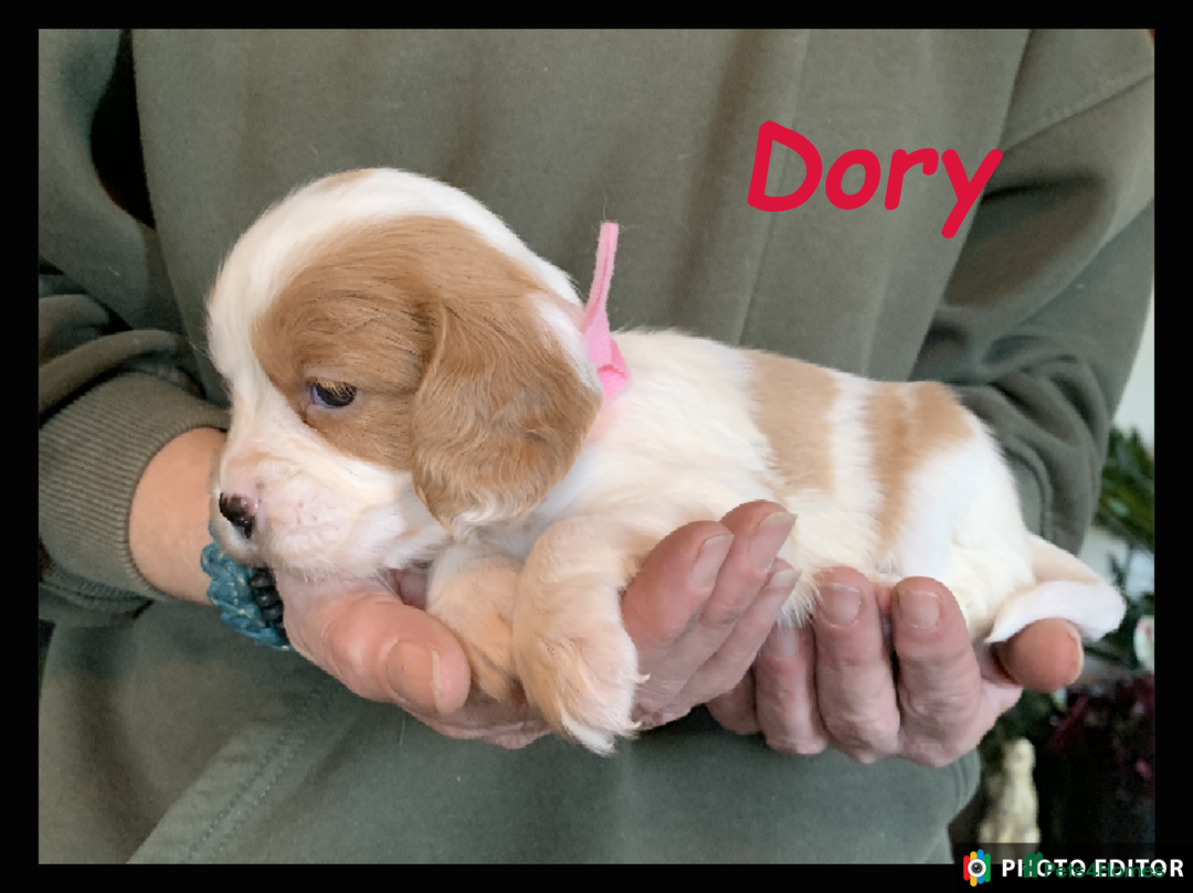 Cockalier dogs for sale: Beautiful Cockalier Pups – Loving Homes Await - Advert 25