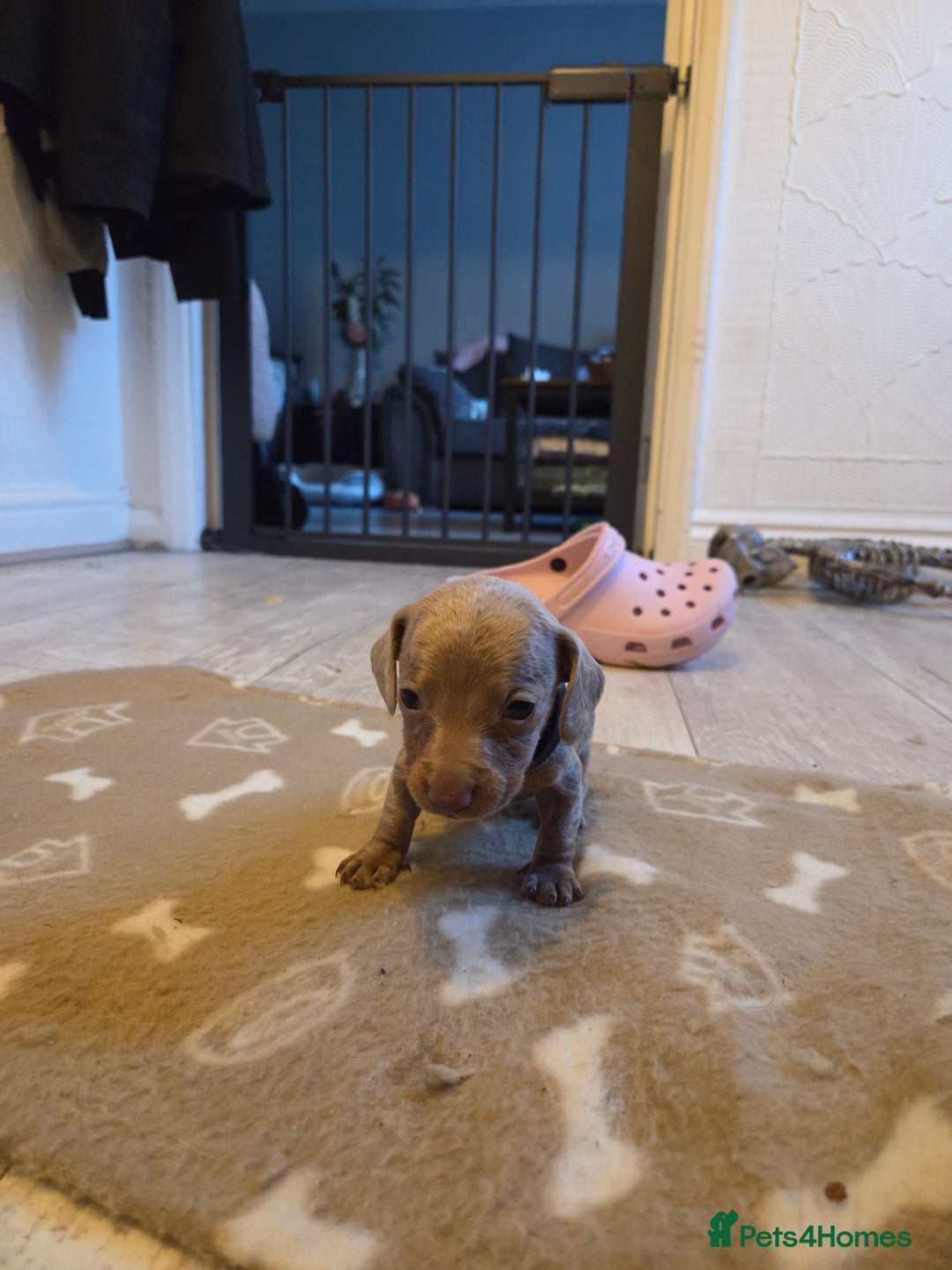 Miniature Dachshund dogs for sale: Ready to go 3/12/25 - stunning coloured Dachsunds - Image 3