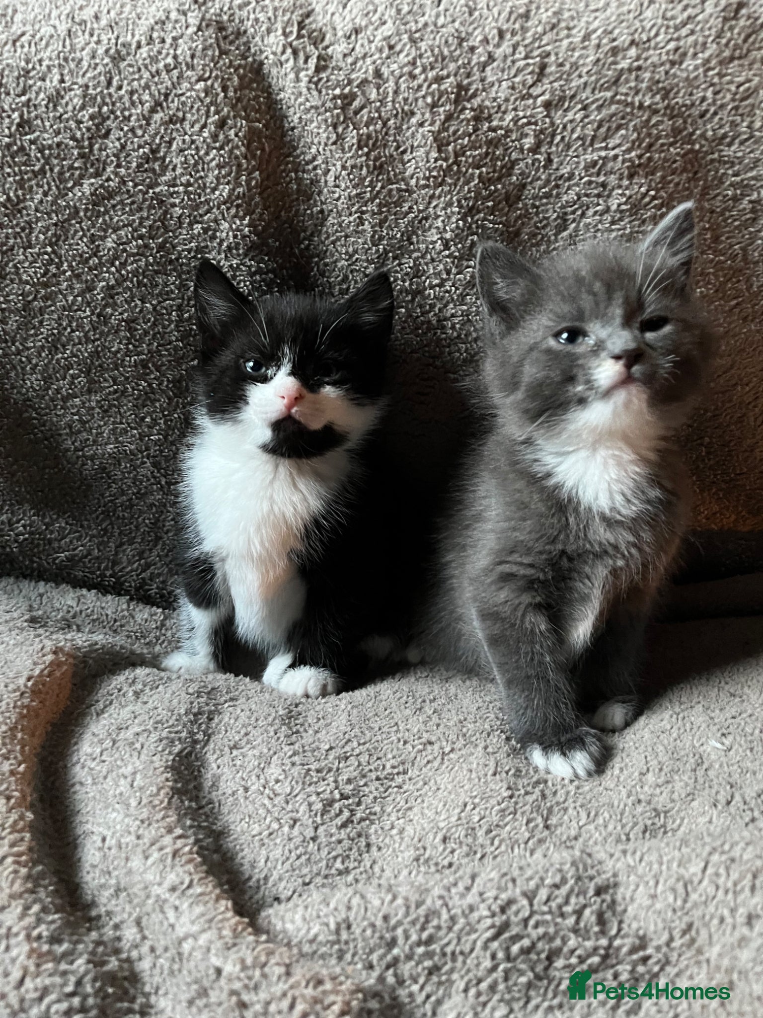 Mixed Breed cats 2 Kittens Available For their forever homes - Advert 1