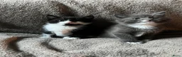 Mixed Breed cats for sale: 2 Kittens Available For their forever homes - Advert 1