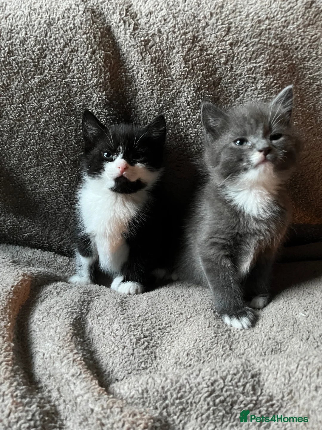 Mixed Breed cats for sale: 2 Kittens Available For their forever homes - Advert 1
