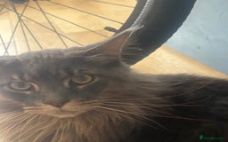 Maine Coon cats for sale: Big  Maine coon male cats - Image 9