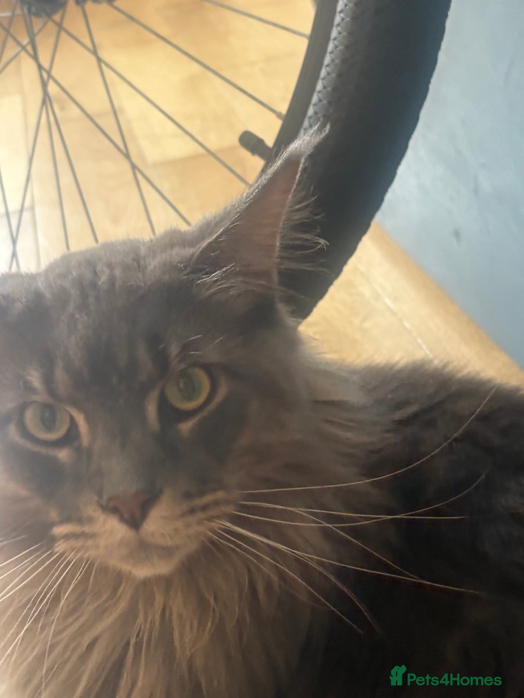 Maine Coon cats for sale: Big  Maine coon male cats - Image 9