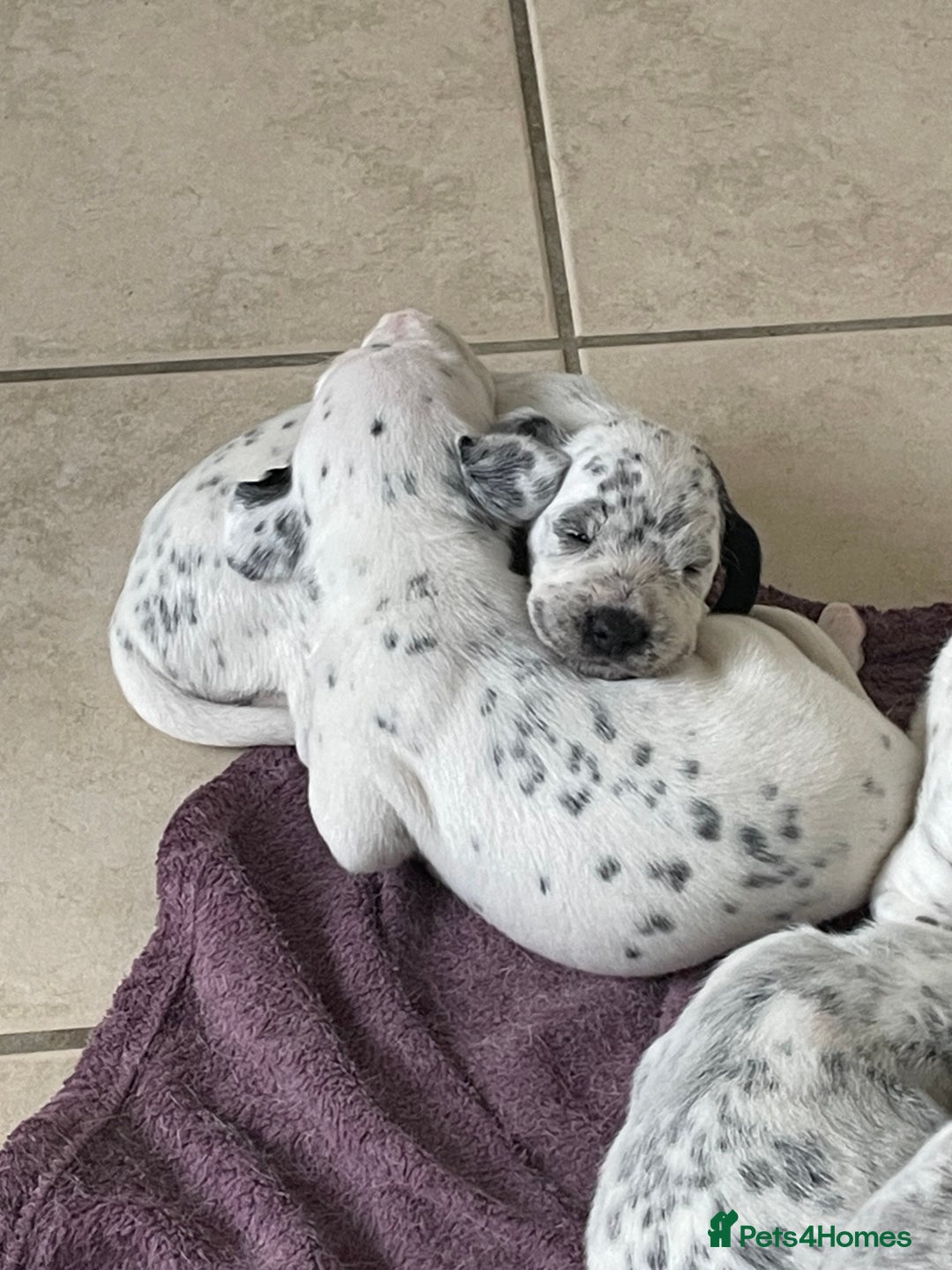 Mixed Breed dogs for sale:  Dalmaspoodles! Dalmation X springer/poodle pups - Image 22