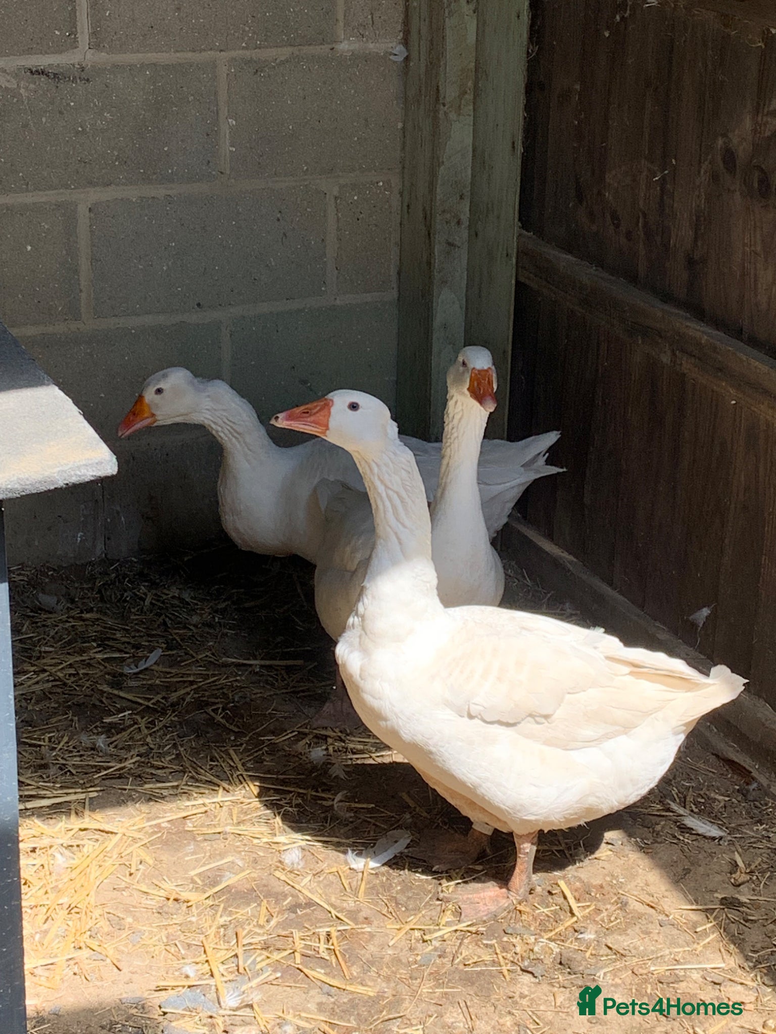 Mixed Breed livestock 3 females Embdens geese  - Advert 5