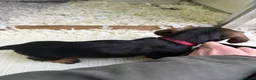 Dachshund dogs for sale: Wired Hair Dachshund Teckle Puppies - Advert 26