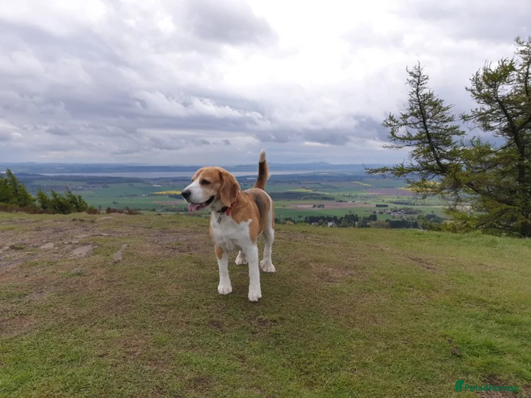 Beagle dogs for stud: Forrest the Beagle in Dundee - Advert 2