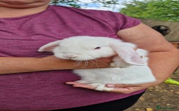 Mini Lop rabbits for sale: White, Blue eyed Mini lop Buck - Image 4