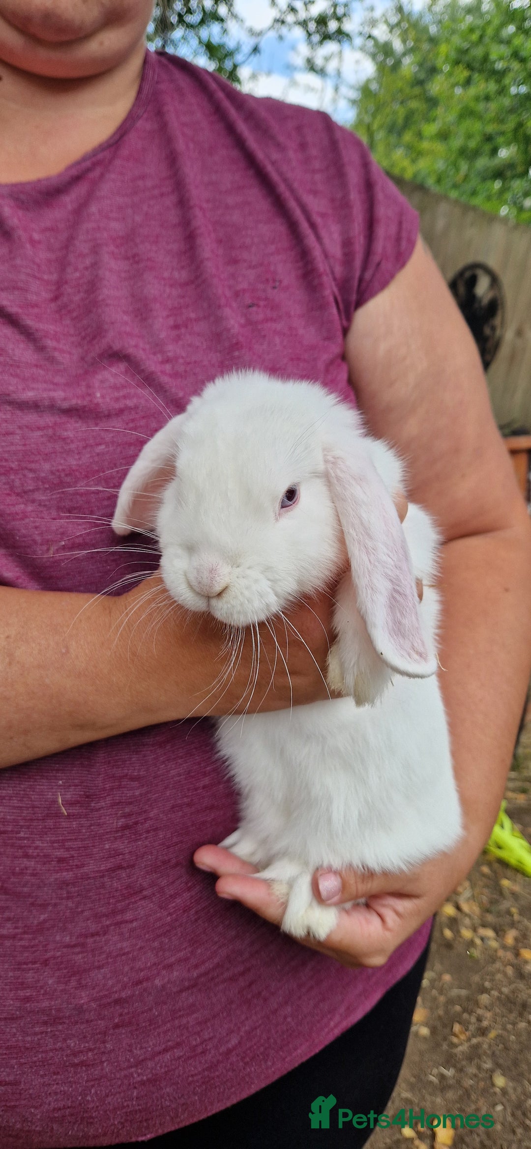 Mini Lop rabbits for sale: White, Blue eyed Mini lop Buck - Image 4